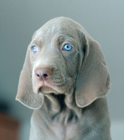 plavi oglasnik stanovi