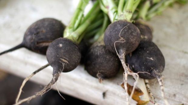 Crna rotkva tjera alergije, obnavlja i čisti organizam Crna rotkva tjera alergije, obnavlja i čisti organizam