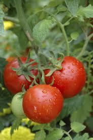 paradajz-jabucar-domaci-20-sjemenki-slika-15750887.jpg