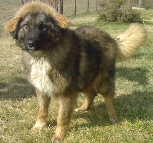 Predaj besplatni oglas predaj besplatni oglas