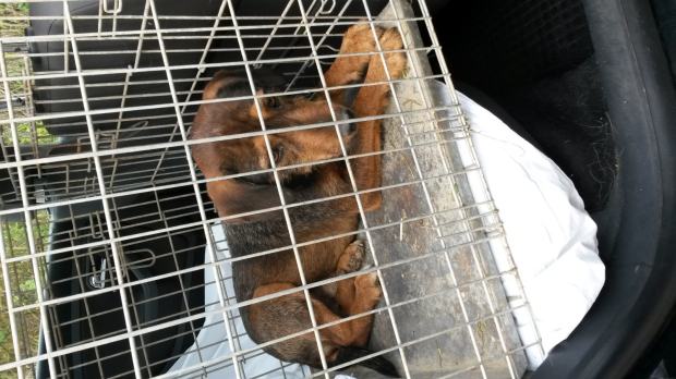 Dvije duse citati dvije duse citati