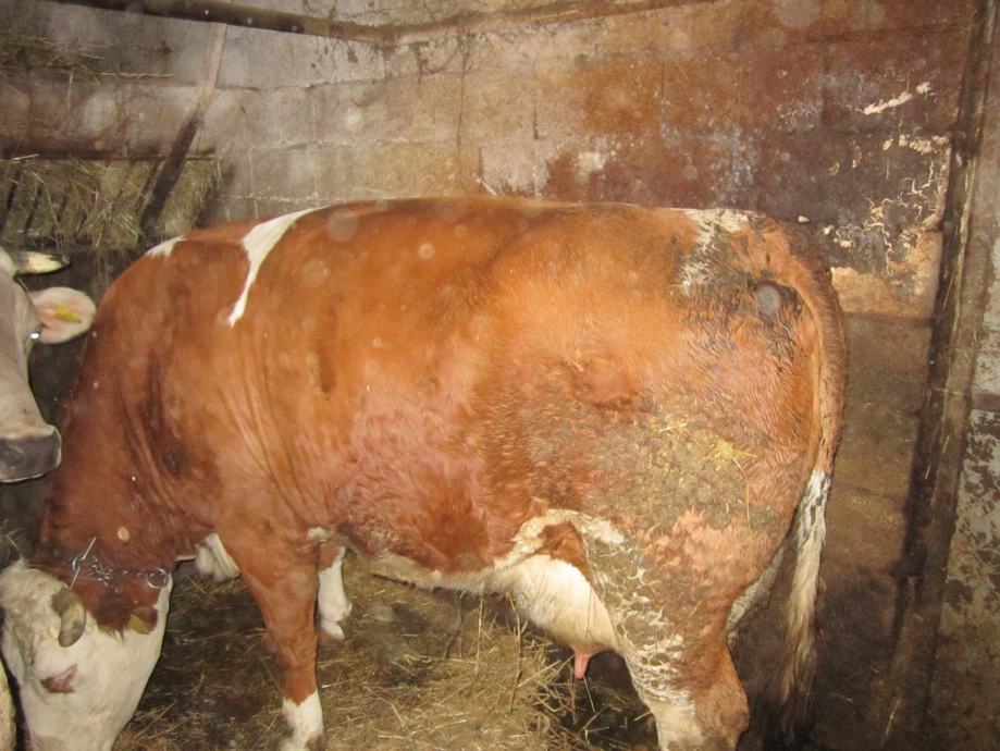 Upoznavanje bika i krave