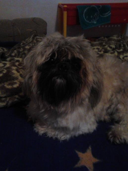 Oglas cura trazi curu oglas cura trazi curu