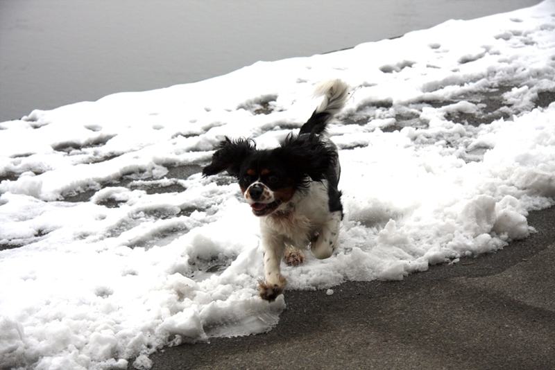 Oglasi trazim curu oglasi trazim curu