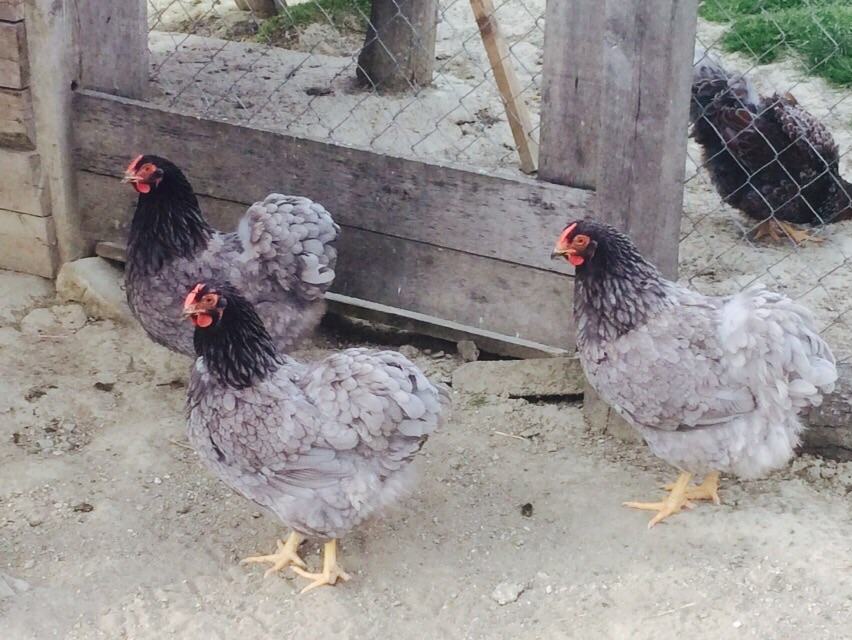 Plavi oglasnik domaće životinje kokoši plavi oglasnik domaće životinje kokoši