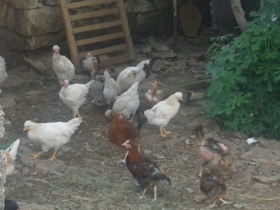 Stare koke stare koke