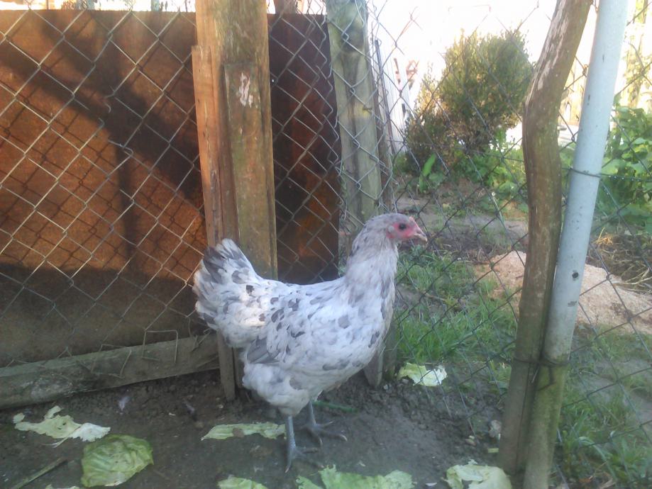 Plavi oglasnik domaće životinje plavi oglasnik domaće životinje