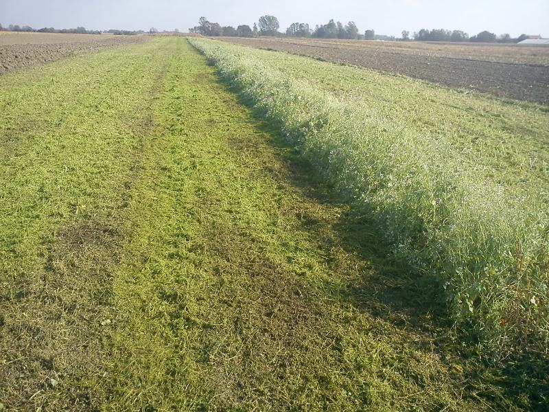 Uljana rotkva list uljana rotkva list