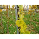 Redni stup za vinograd-v 2500 mm