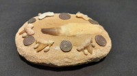 Komplet-zub mosasaura,zubi morskog psa,rimske kovanice
