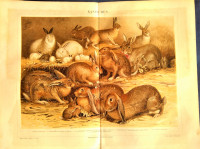 STARA LITOGRAFIJA (CHROM) - KUNIĆI