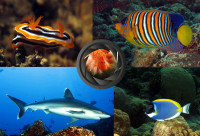 Prodajem vlastite podvodne fotografije-plakate