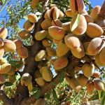 PRODAJEM DOMAĆE BADEME U LJUSCI