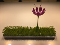 Boon Patch trava, bez cvijeta