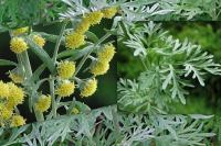 Divlji gorki pelin (Artemisia vulgaris)