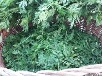 Slatki pelin (Artemisia Annua) 200 grama