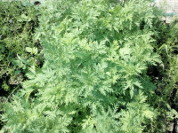 SLATKI PELIN  ARTEMISIA ANNUA- SUHI
