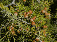 Šmrika, Smrič, Cade (Juniperus oxycedrus) divlja