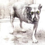 ALICE IN CHAINS - Alice In Chains