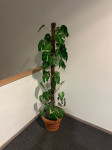 2 komada umjetnih filadendrona sa teglom