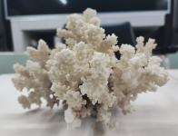 Bijeli koralj