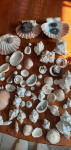 morske školjke  sniženo