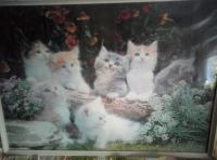 Poster sa malim macama (male perzijske mace)