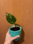 Pothos (bez tegle)
