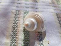 Školjka morskog puža White Pearl Snail