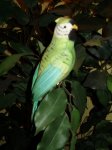 Ukras papagaj od stiropora veliki i mali Novo Razno