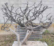 Ukrasni grm star 70 godina