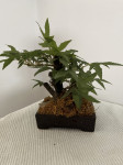 Umjetno bonsai drvce