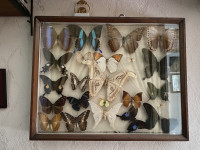 Vitrina s egzotičnim leptirima – kolekcionarski primjerak