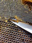 Med (organski dalmatinski medovi)