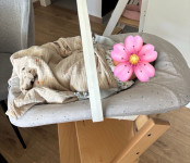 Tripp trapp newborn nastavak + dodatna navlaka