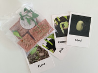 Montessori igračka - životni ciklus biljke