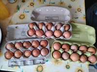 Domaća Jaja  Čeminac