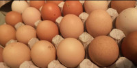 Domaća jaja eko proizvodnje
10kom 2€, 30kom 4.5€