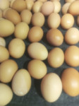 domaća jaja