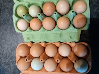 Domaća jaja