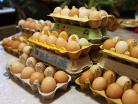 Domaća jaja, slobodni uzgoj