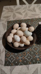 Domaća jaja iz slobodnog uzgoja - okolica Pazin-a