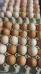 domača kokošja jaja