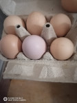 Jaja domaća