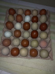 Jaja za nasad u boji