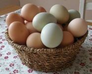 Potpuno ekološka domaća jaja od domaćih koka!