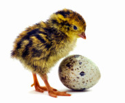 ✨️Prepeličja jaja - Istra