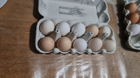 Prodajem domaća jaja