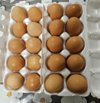 Prodajem domaća jaja