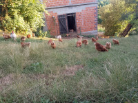 prodajem domaća jaja